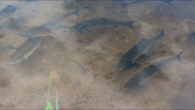 Горбуша на нересте Ванино и Совгавань на УРА!
