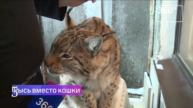 ? 10 awesome and unusual pets
