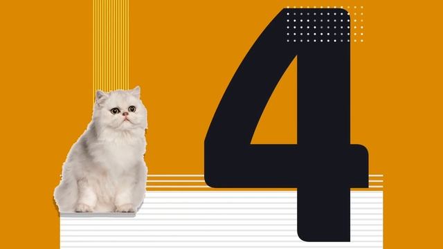 5 способов отучить кошку кусаться