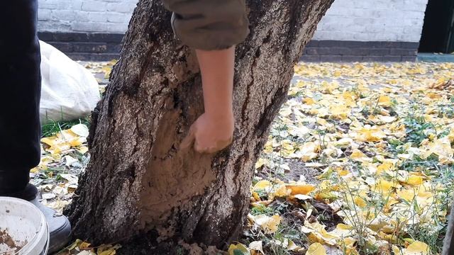 МАЖУ ДЕРЕВО ГЛИНОЙ #жизньвселе