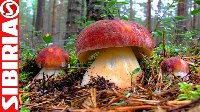 Тихая охота за белыми грибами