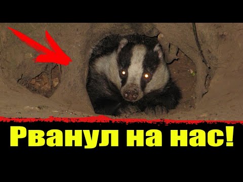 ⚡️ Охота на барсука с норными собаками. Норная охота. Нора барсука. Охота 2021.
