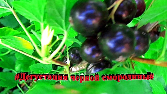 "смородина"#Дегустация#Огород#Сад#Дача