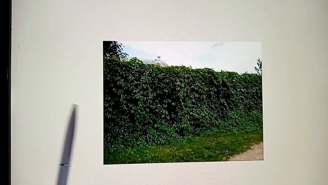 Садовые композиции вдоль забора. Живая изгородь - экран. Курсы, занятие 26.