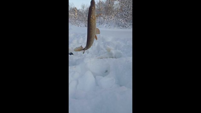 выход щуки в мороз