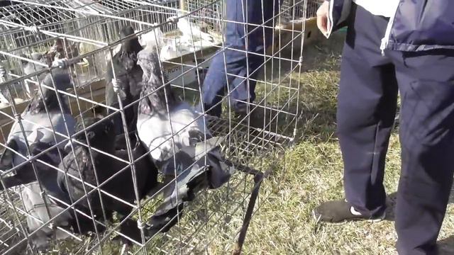 Выставка голубей! г.Кропоткин! 2-я часть! 27.09.20г