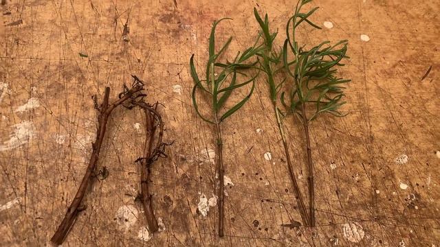 Укоренение лаванды в октябре. 25.10.23