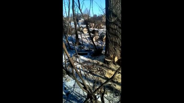 Как спилить дерево бензопилой и направить в нужное направление.