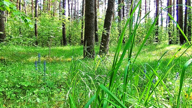 Весенний день. Звуки природы. Пение птиц. Видео для отдыха.