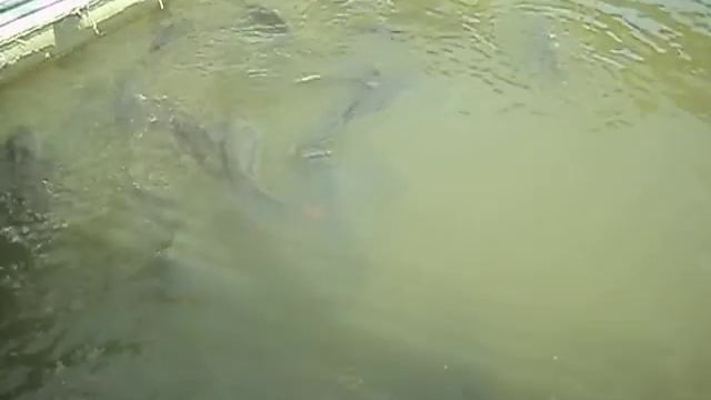 Кормление арапаймы.AVI