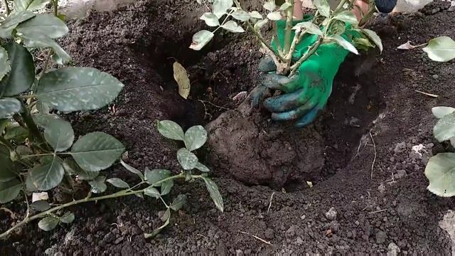 Розы. Пересадка розы осенью - лучший способ. Метод перевалки.