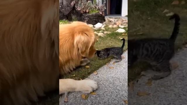 Лучшие друзья #Лучшие друзья #short #Best friends