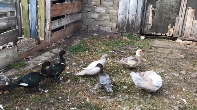 ✅КАК ВЫБРАТЬ ИНДОУТОК НА ПЛЕМЯ ? Мускусные утки на племя