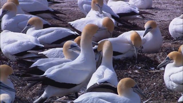wildlive жизнь животных