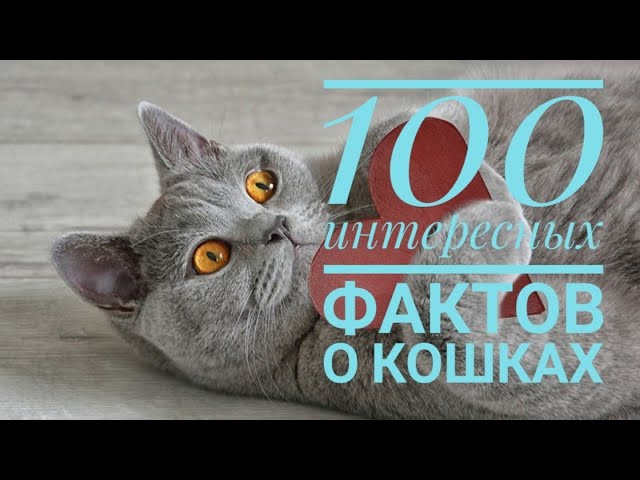100 интересных фактов о кошках