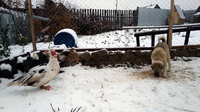 Индоутки // Причина отказа от индоуток