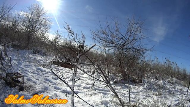 Пение щегла - Голоса птиц. Щегол на прослушивании запел.