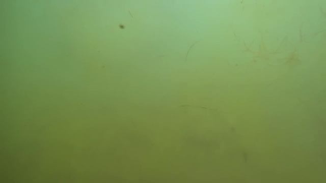 Веселовка. Бугазская коса. Тихий отдых в гармонии с морем. Пляж, кемпинг, прогулка. (Папа Может)