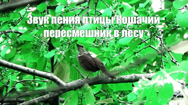 Звук пения птицы Кошачий пересмешник в лесу (Dumetella carolinensis)