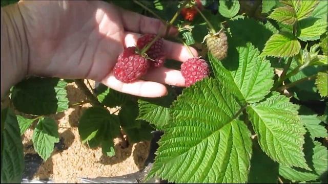 Летний сорт малины Пшехиба в 2018 г - это надо видеть!