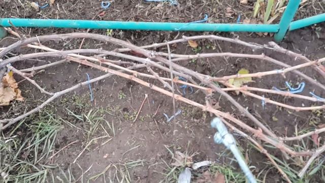 Обработка винограда перед укрытием