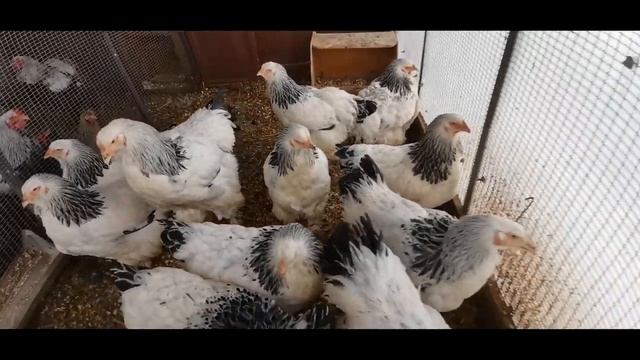КУРЫ БРАМА НА ПРОДАЖУ