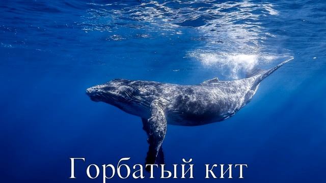 САМЫЕ КРУПНЫЕ МОРСКИЕ ЖИВОТНЫЕ