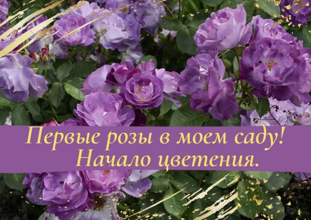 Первые розы в моем саду! Начало цветения.
