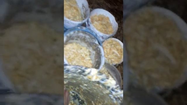 Мой рацион коз наглядно...