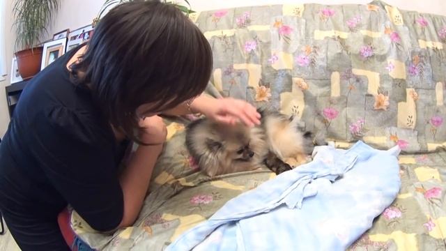 Малый шпиц Бэтти рожает первый раз. Роды у шпицев