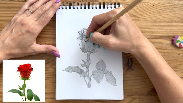 Как нарисовать розу карандашом | Рисунок для начинающих поэтапно