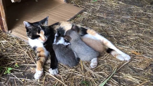 Маркиза, Чекмагуш