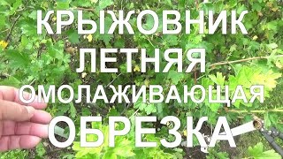 28 Летняя обрезка крыжовника! - омолаживание старого куста. Обработка и подкормка.