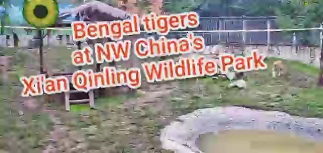 Live_ Meet white and Bengal tigers at Qinling Wildlife Park