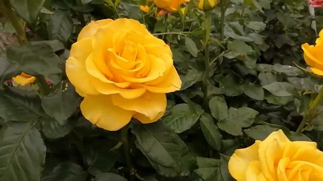 Керио чайно гибридная роза. Мой дом