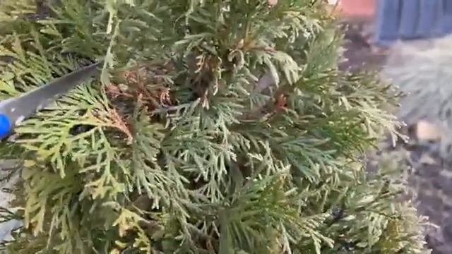 Почернение туи. УХОД за туей. Болезни и лечение туи.