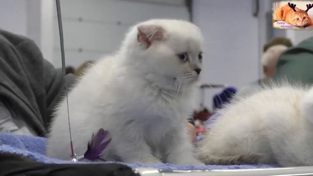 КАК ПРАВИЛЬНО ВОСПИТЫВАТЬ КОТЕНКА?/6 ПРАВИЛ С ЧЕГО НАЧАТЬ ВОСПИТАНИЕ КОТЕНКА, СОВЕТЫ ПО УХОДУ/# 9