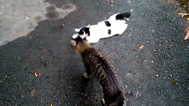 Kucing kawin
