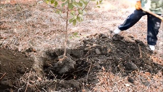 Посадка вишни осенью в своём саду на дачном участке. Старый деревенский способ.