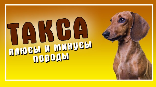 Такса. достоинства и недостатки породы