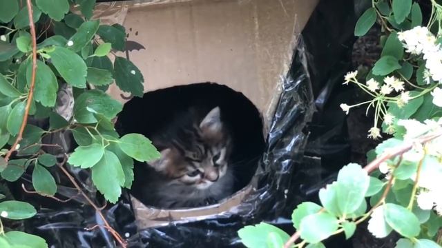 КАКИЕ ОНИ ШЛАДКИЕ/ КОТЁНОК ИЩЕТ ?/ НАША ДВОРОВАЯ КОШКА