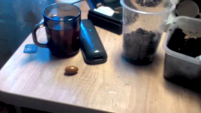 Как вырастить дуб из жёлудя