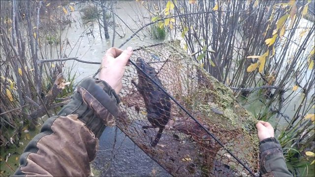 Охота на ондатру с мордами (Будни охотника и рыбака)