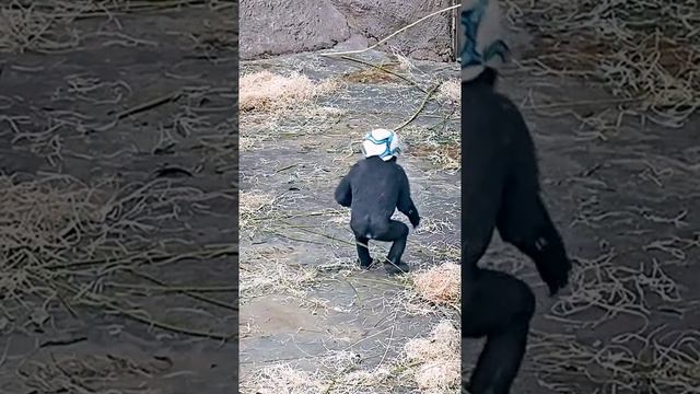 monkey
