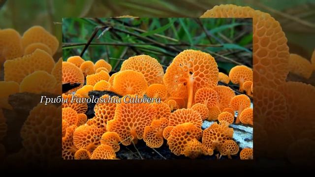 Мир грибов. Удивительные, красивые и интересные грибы