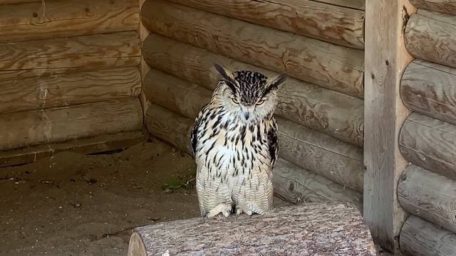 Совы рано утром. Сова Басик, филин Варя и сова Добрыня