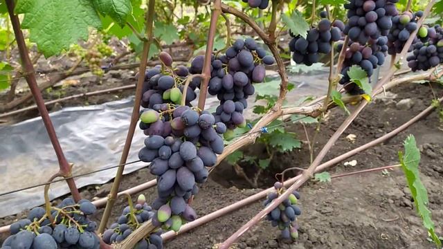 Владыка Ночи ( Бурдак А В) - очень ранний и перспективный виноград!!!