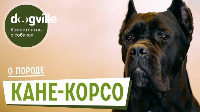Кане-корсо - О породе - Как выбрать щенка?
