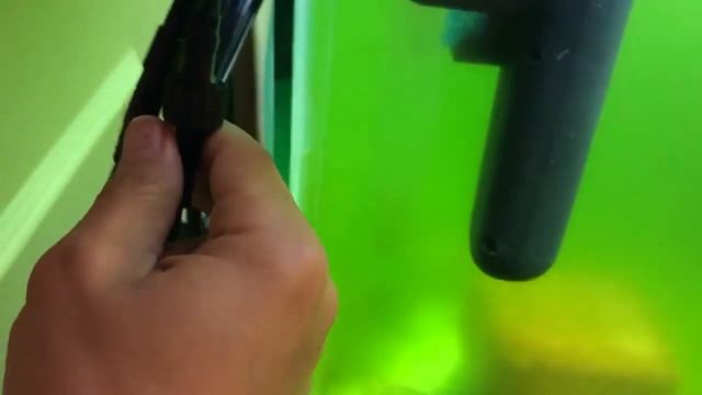 Зеленое цветение воды в аквариуме - что делать?