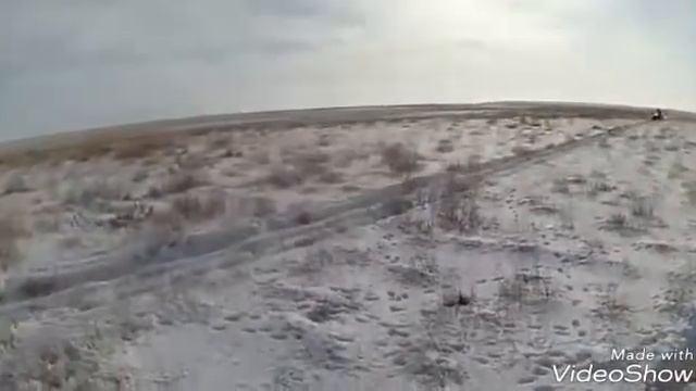 Охота на волка в степи